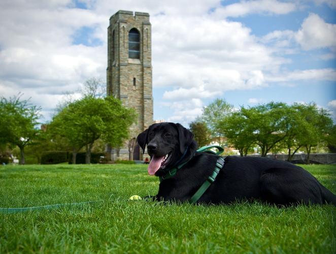 Lounging in the grass