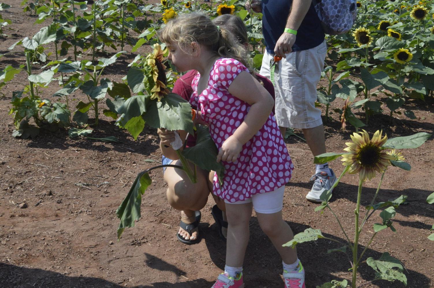 Summers Farm hosts Sunflower Festival, Fall Festival to come | Economy ...