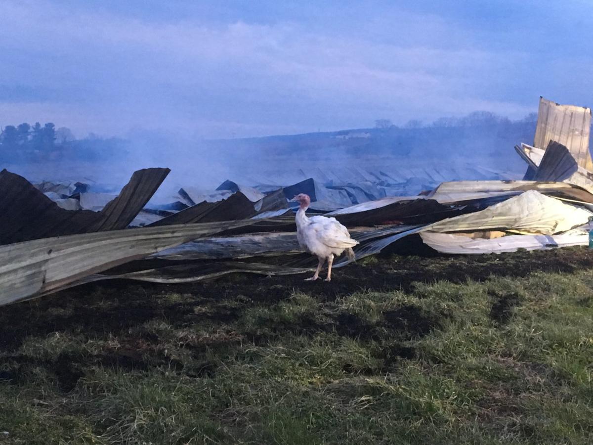 Barn Fire Kills Thousands Of Turkeys Near Thurmont Public