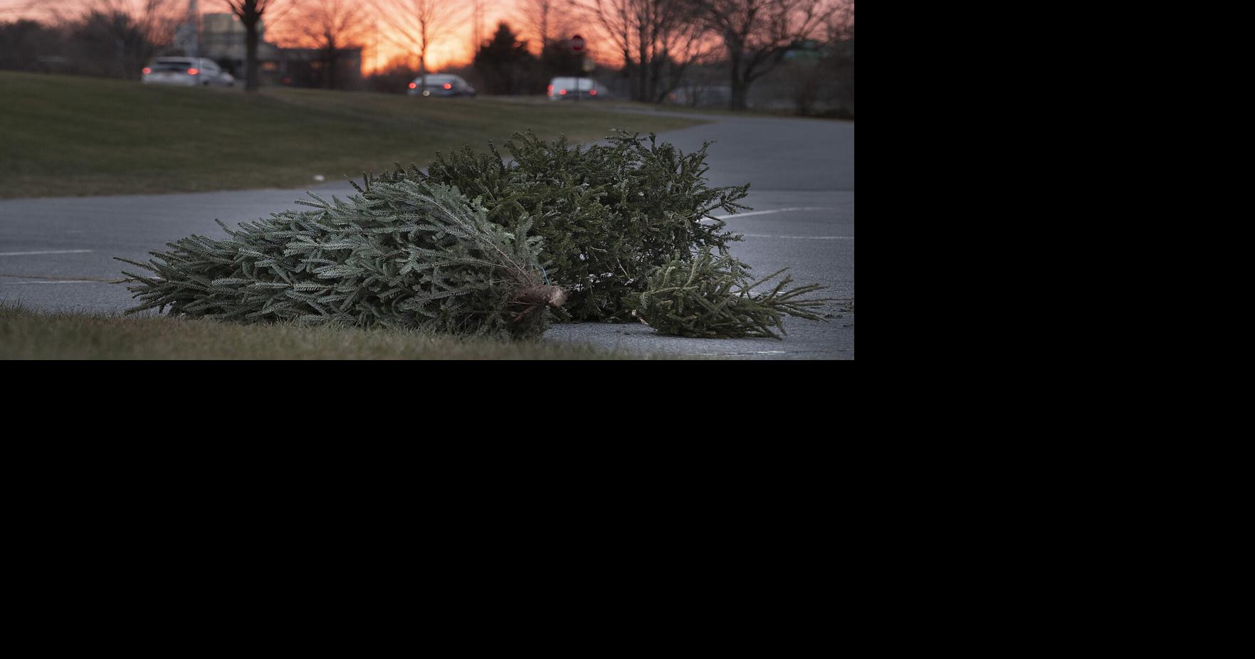 City offers Christmas tree disposal sites Environment