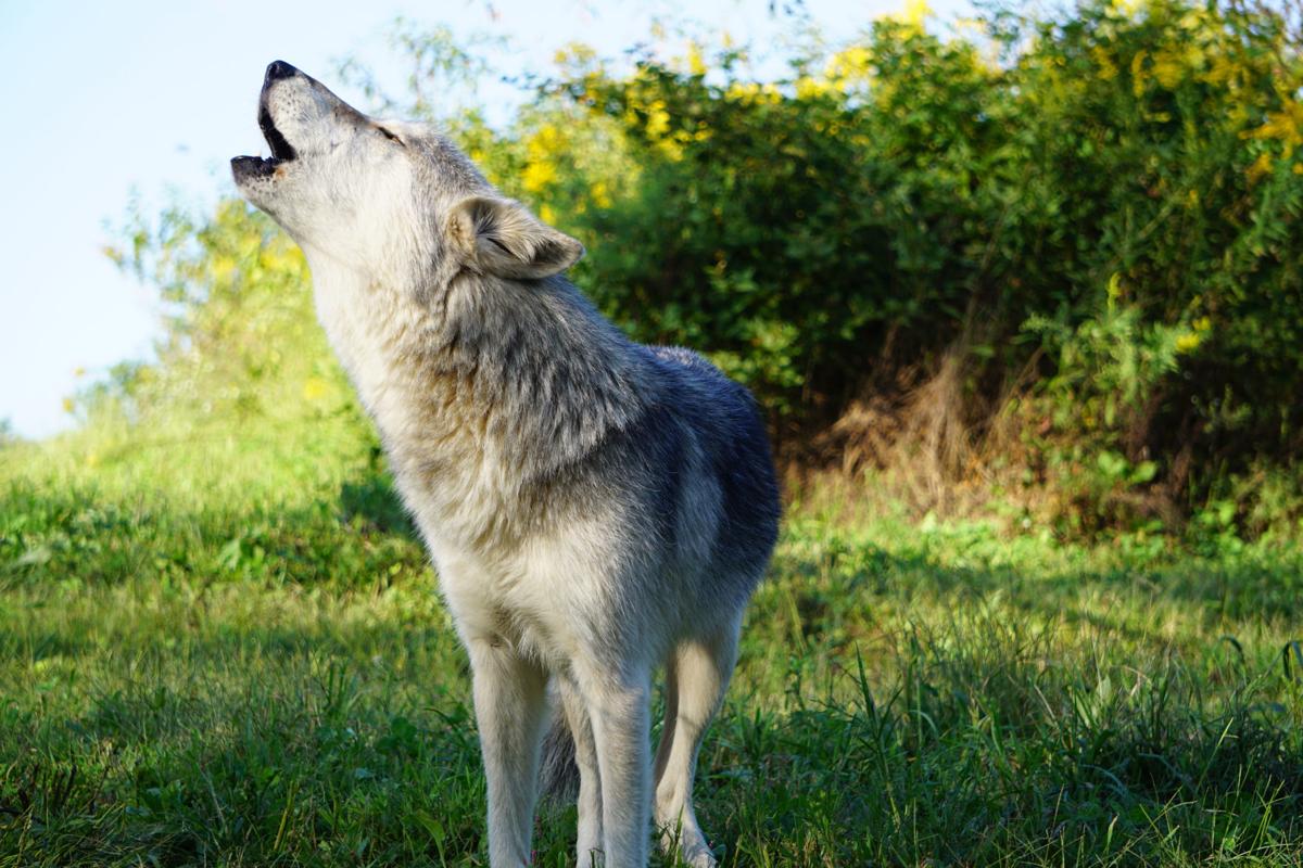 Pa Sanctuary For Wolves Is A Howling Success Lifestyle