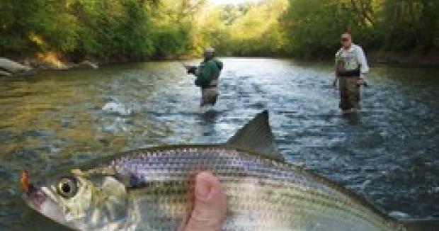Shad Run Shad run is an angler's delight | Archive | fredericknewspost.com