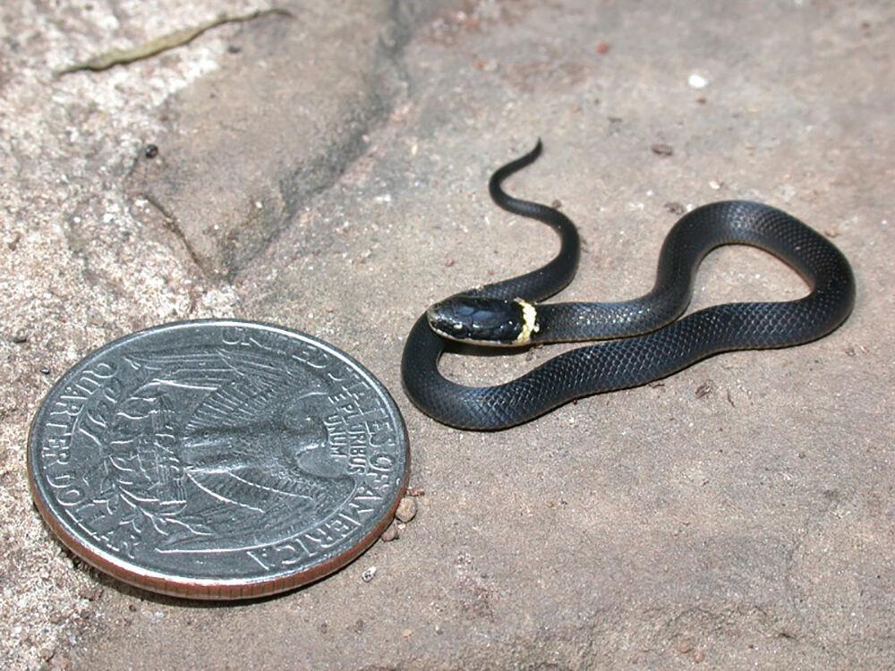 baby ringneck snake