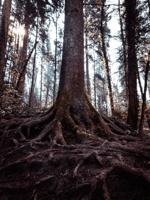 Nature Notes: Tree roots