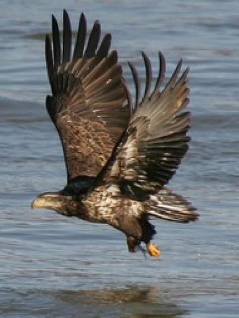 Where To See Bald Eagles In Maryland Archive