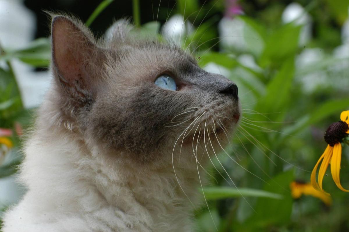 Barn Cat Adoption Program A Saving Grace For Cats Who Don T Want