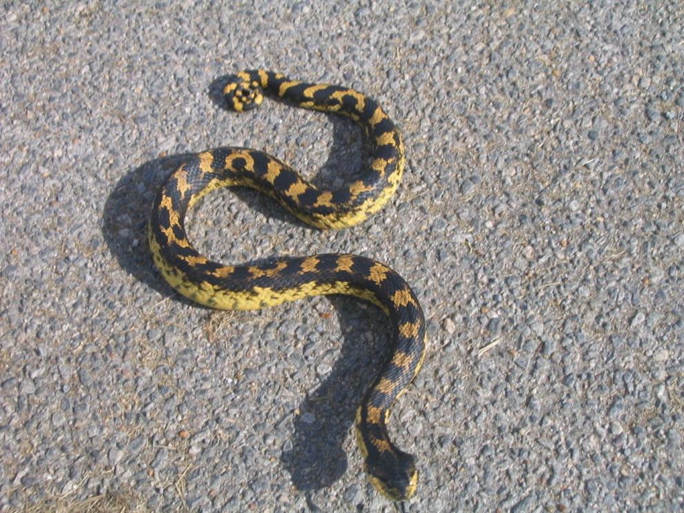 Maryland's Eastern hognose snake Travel And Outdoors