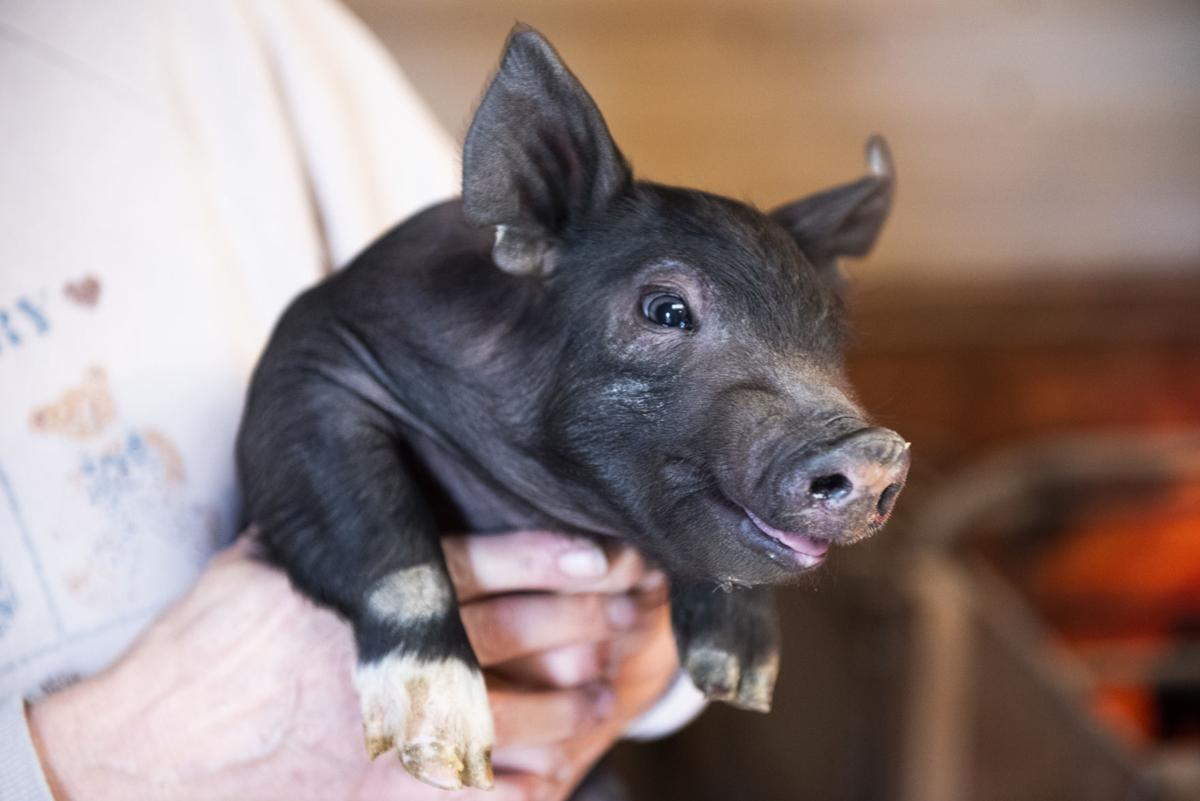 Spring pigs Warm weather good for newborn piglets Agriculture