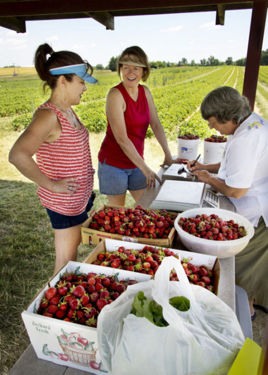 Strawberry fields for spring Picking your own in Frederick County