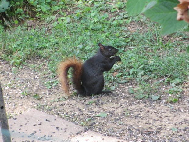 Wallpaper Gray Squirrels Range From Gray To Black In Frederick County For iPhone Free