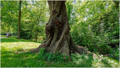 Nature Notes Corkscrew Willow Travel And Outdoors Fredericknewspost Com