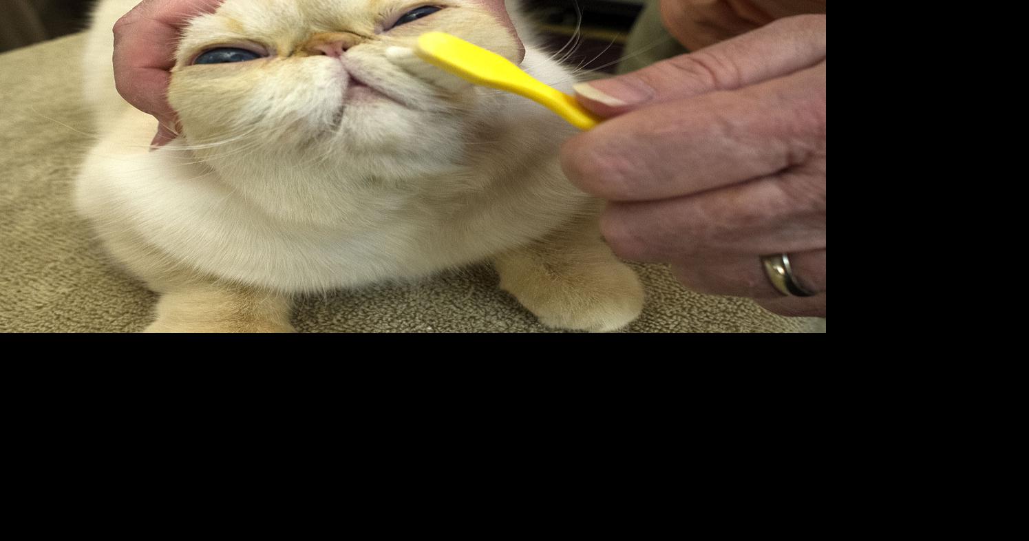 From head to tail: Judges size up cream-of-the-crop cats in Frederick ...