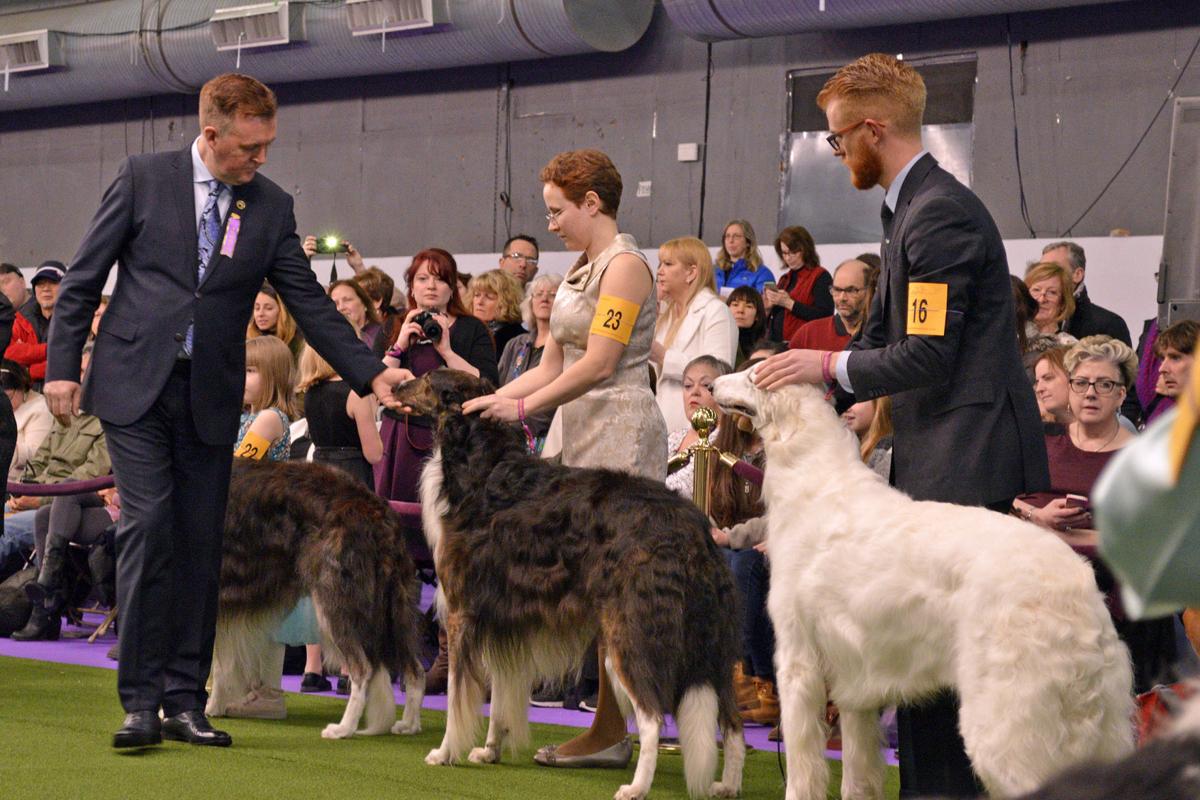 belgian sheepdog westminster dog show frederick county dogs strut their stuff at westminster kennel club belgian sheepdog westminster dog show frederick county dogs strut their stuff at westminster kennel club