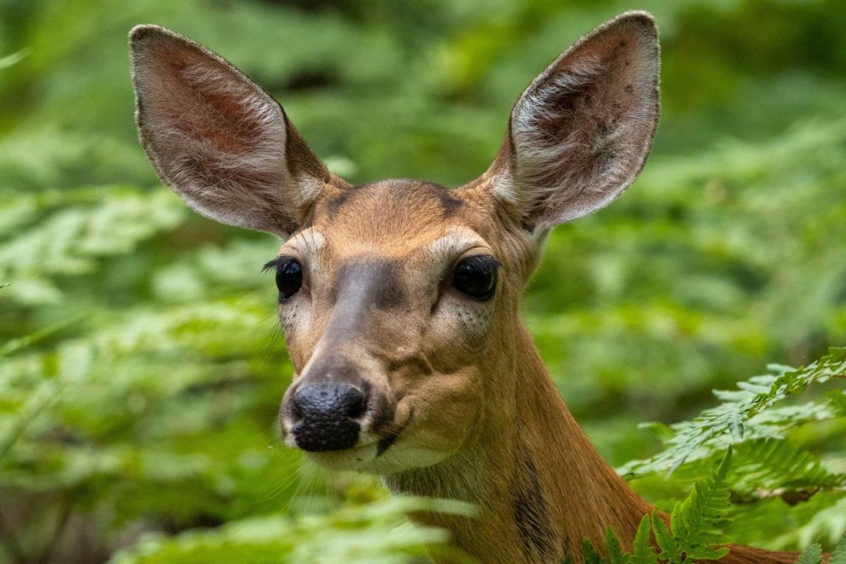 More Pacific NW deer dying of viruses due to drought, heat | Travel And  Outdoors 
