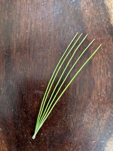 Introduction to conifers and a look at pine trees ...