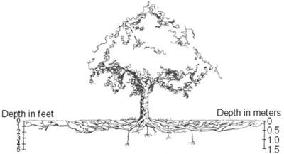 Trees Need Their Roots Environment Fredericknewspost Com