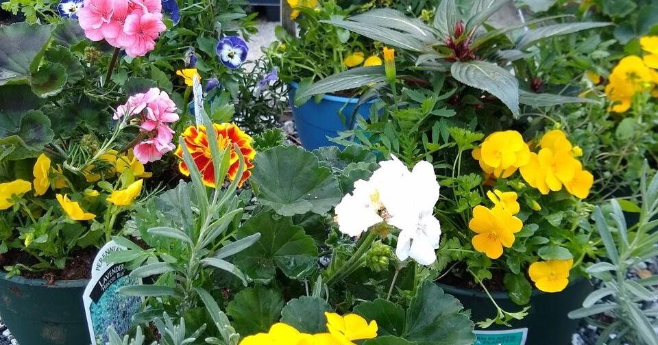 Blue Ridge Summit Free Library Mother's Day Plant Sale | Other ...