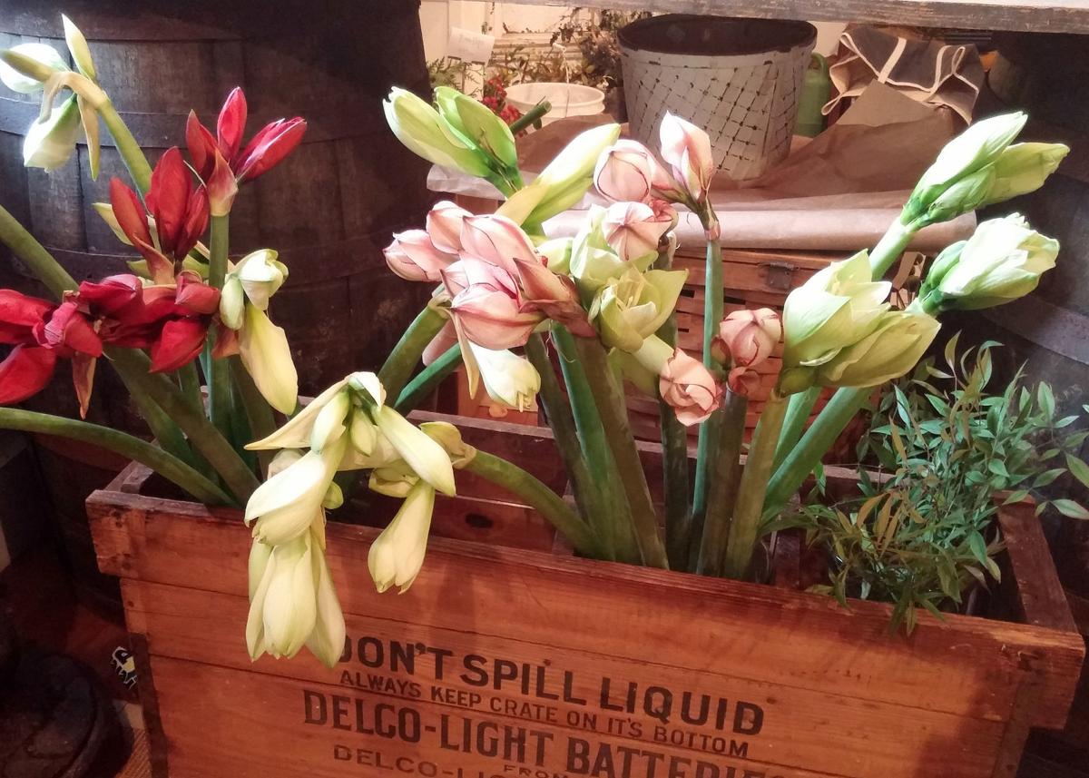 Save That Holiday Amaryllis Lifestyle Fredericknewspost Com