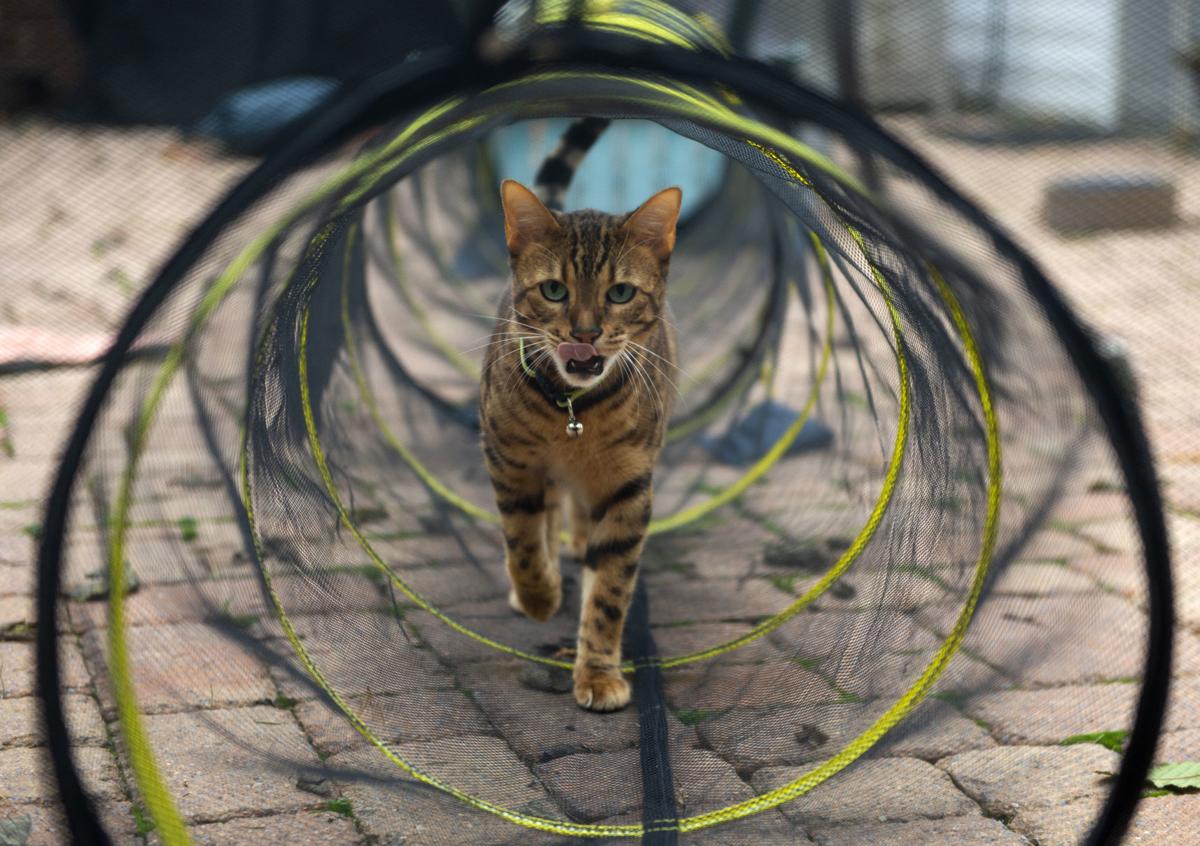 Resident Urges Change To City S At Large Animal Ordinance After