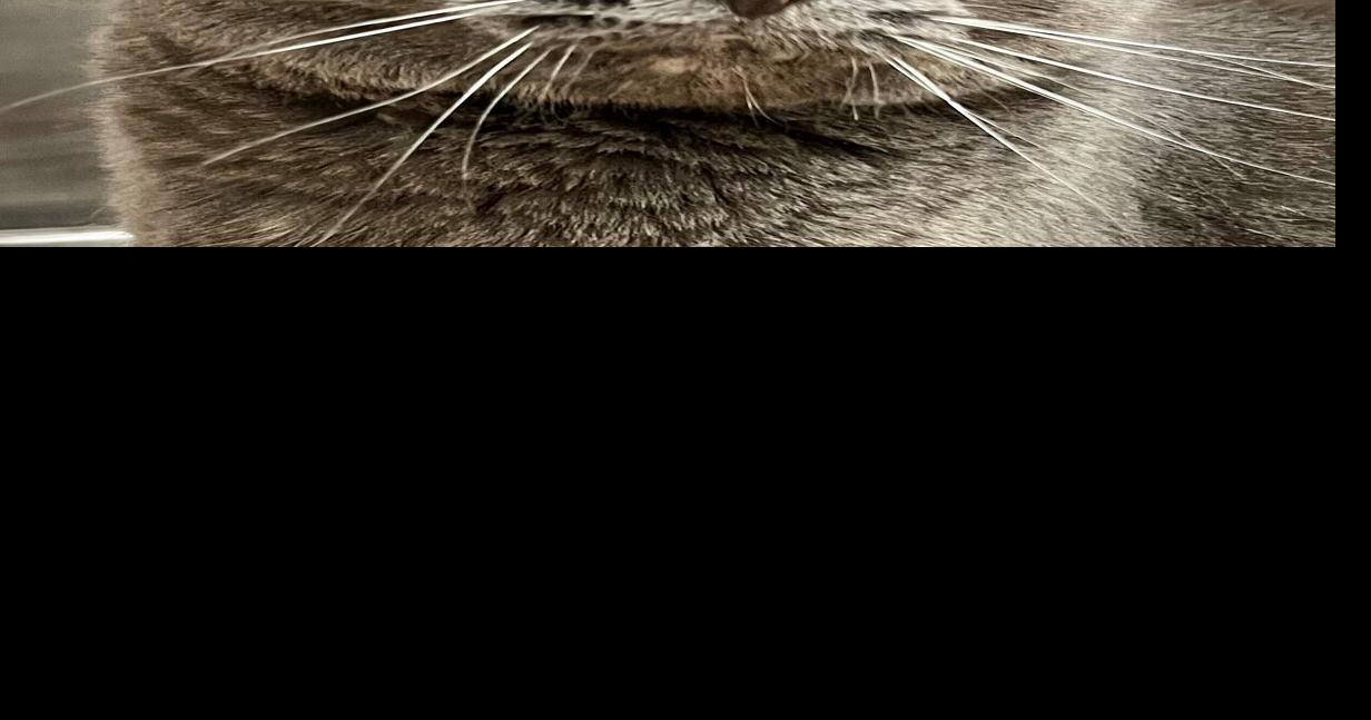 Featured pets