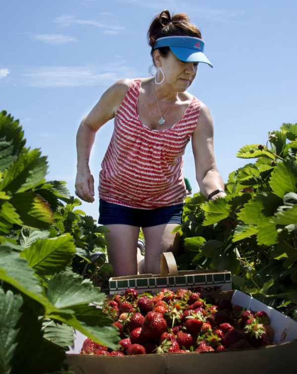 Strawberry fields for spring Picking your own in Frederick County