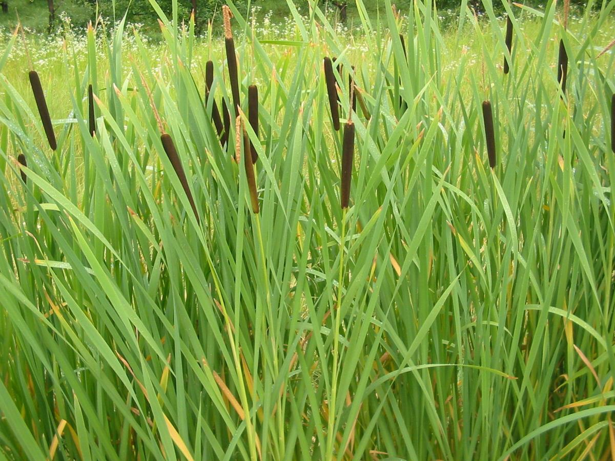 how do cattails adapt to their environment