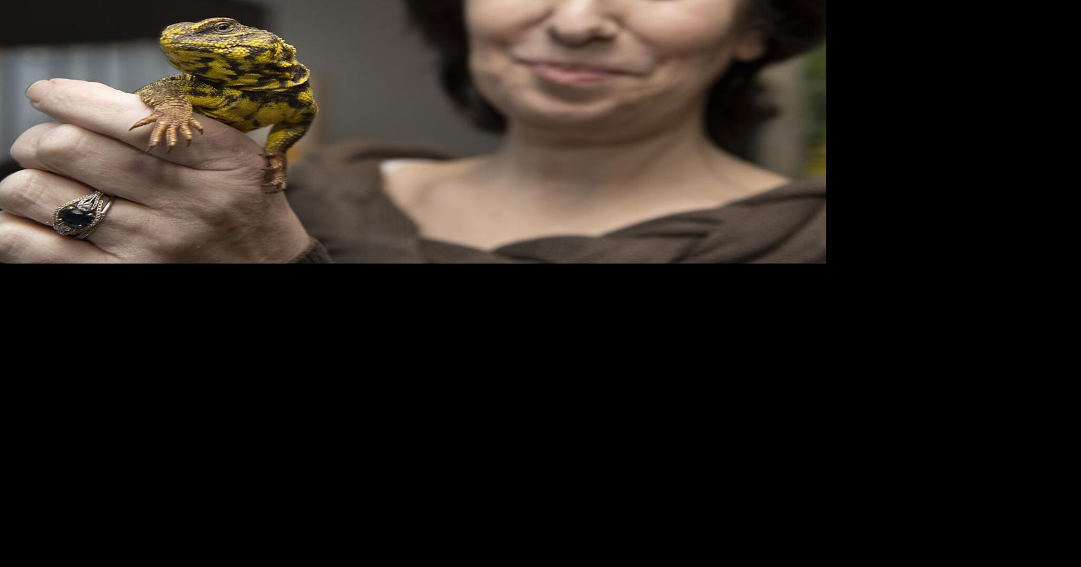 Exotic pet store brings geckos, skinks and axolotls to Brunswick | Pets ...