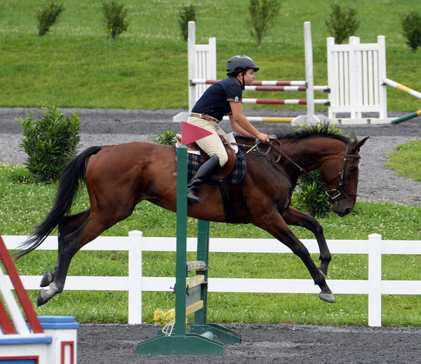 Work horse: thoroughbreds strut their stuff | Lifestyle ...