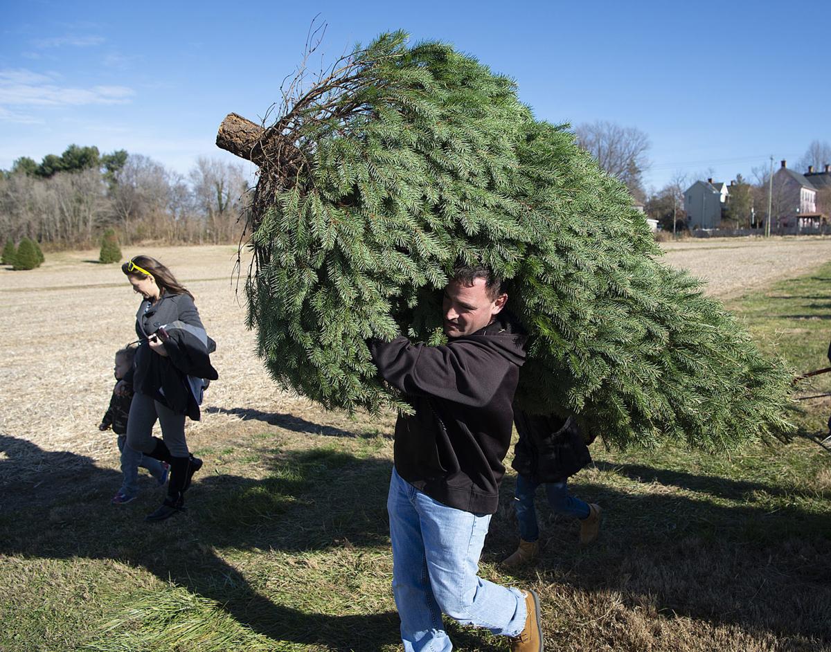 Local Christmas Tree Farms See Busy Opening Weekend Agriculture Fredericknewspost Com