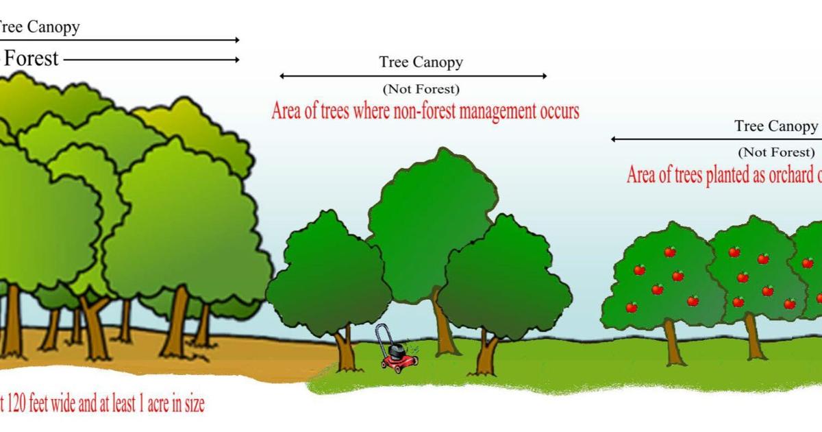 Canopy Tree Project Expanding canopy cover in Frederick: An increase in tree canopy can ...