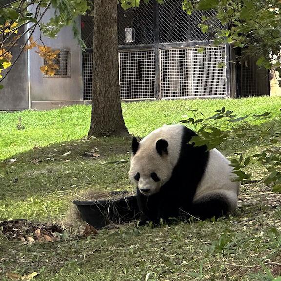 With return of three pandas to China, U.S. could soon have none