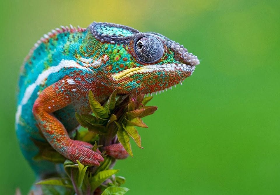 Color Change in Animals | Environment 