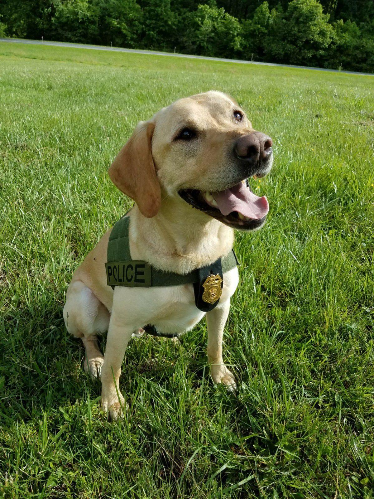Trained To Serve Maryland S Natural Resoures Police K 9 Unit State Region Fredericknewspost Com