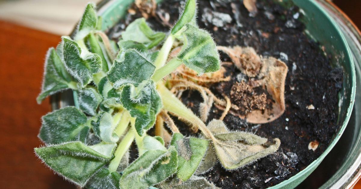 When trouble blooms | Home And Garden When trouble blooms | Home And Garden