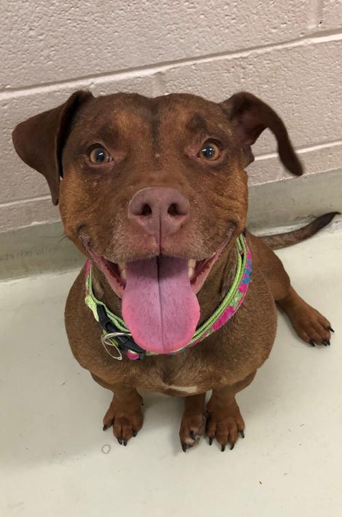 Maggie | Pets And Animals | fredericknewspost.com