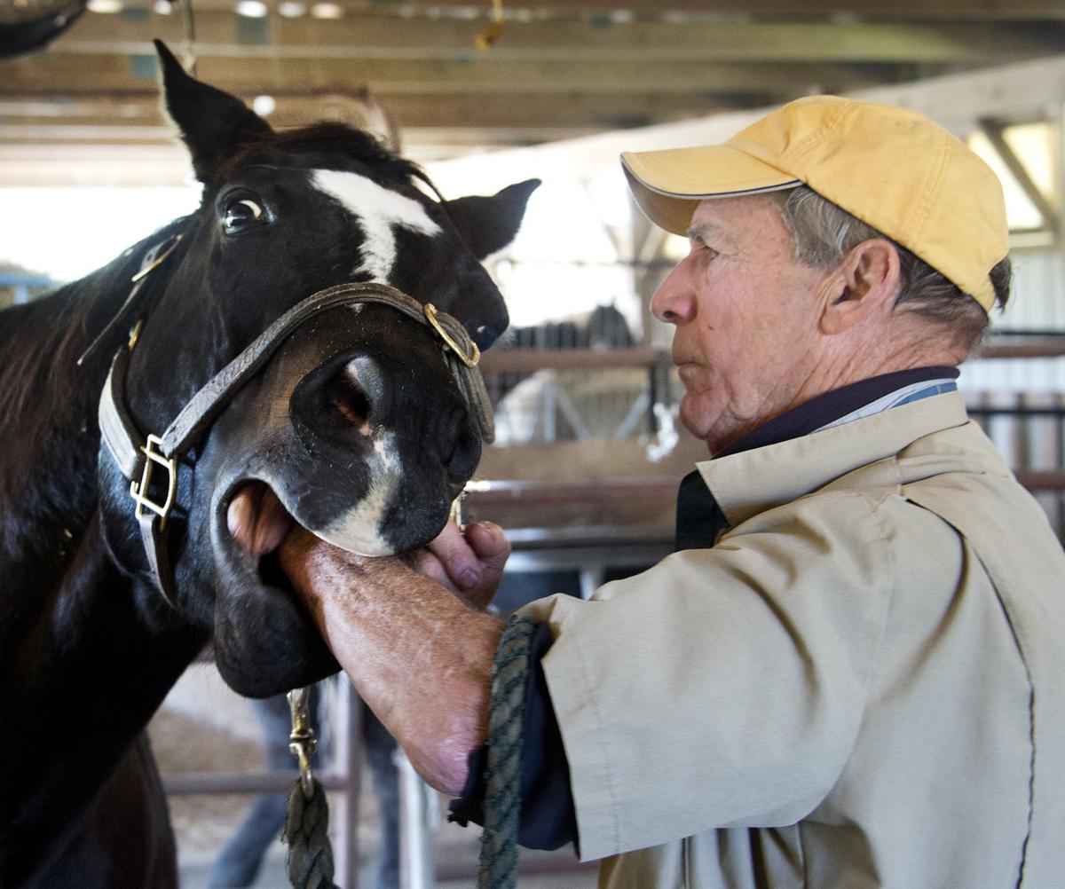 Straight from the horse's mouth Tales from a horse dentist