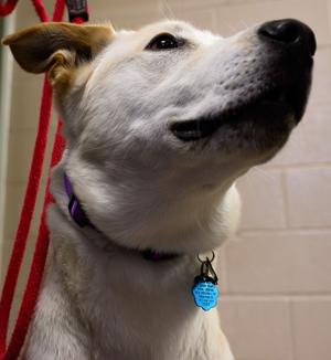 County Council approves new 'dangerous dog' standard, lifetime pet license, leash law