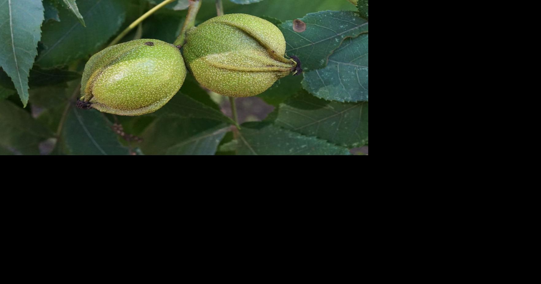 Nature Notes Bitternut The Lowland Hickory Travel And Outdoors Fredericknewspost Com