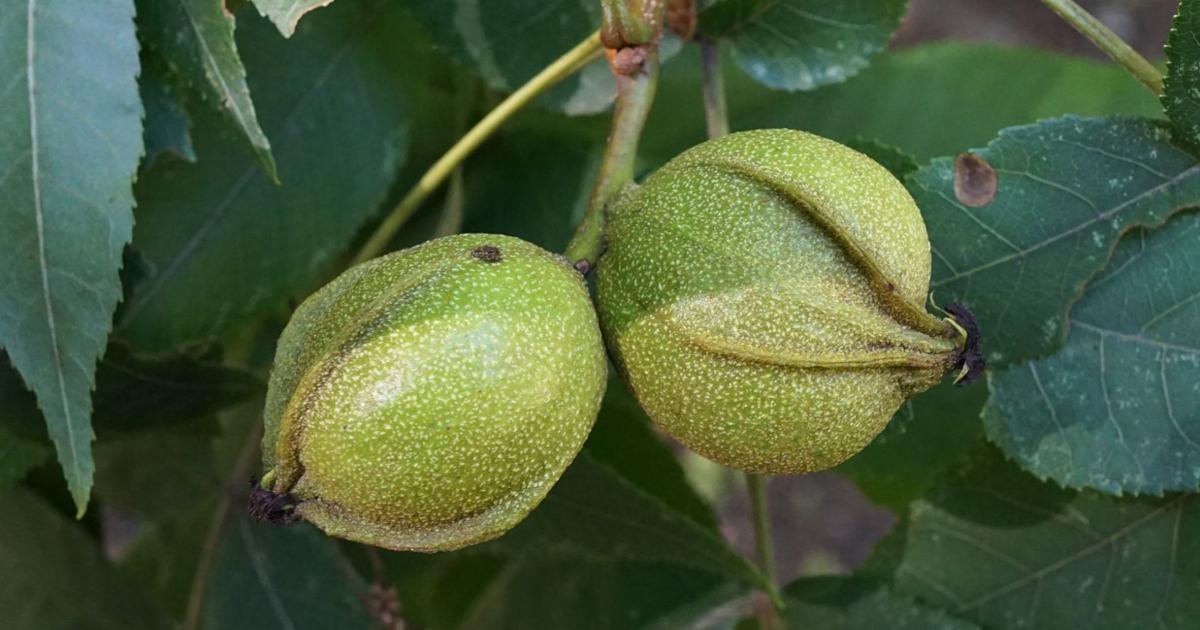 Nature Notes Bitternut The Lowland Hickory Travel And Outdoors Fredericknewspost Com Nature Notes Bitternut The Lowland Hickory Travel And Outdoors Fredericknewspost Com