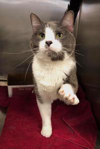 Pets And Animals Fredericknewspost Com