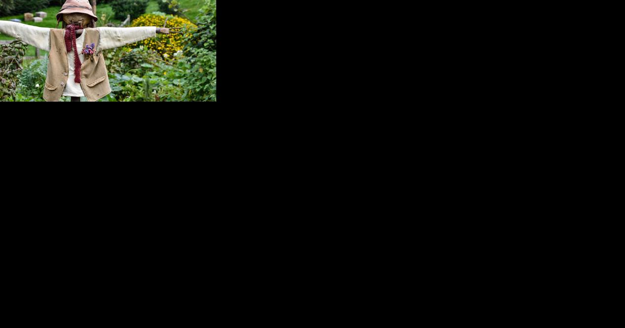 The story of scarecrows - Vimarsana News