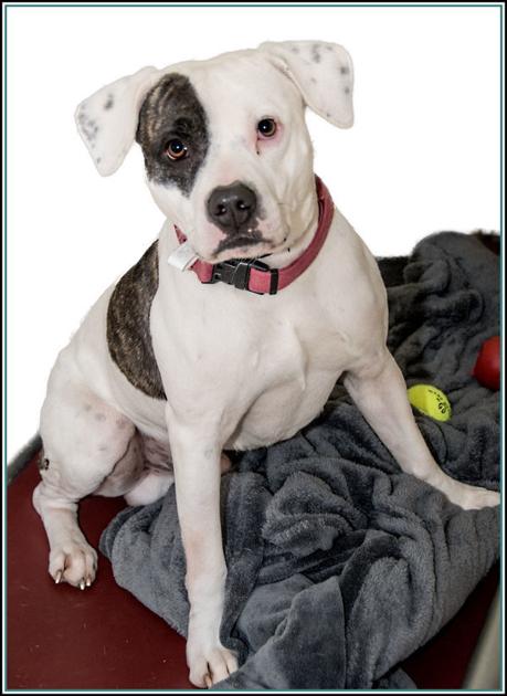 sullivan pets and animals