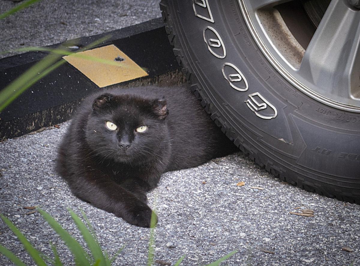 Brunswick Women Team Together To Keep Local Cat Populations Under