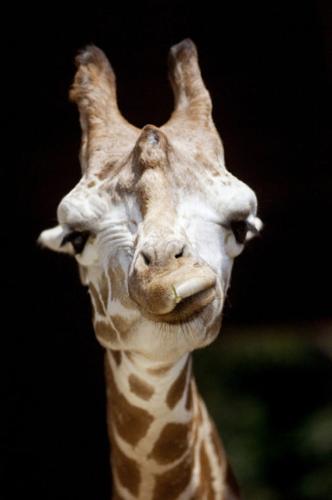 Catoctin zoo finds cause in giraffe death  