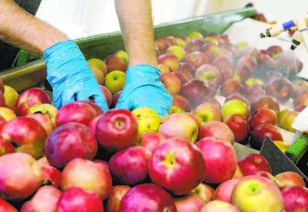 Cortland Apples - Groceries By Israel