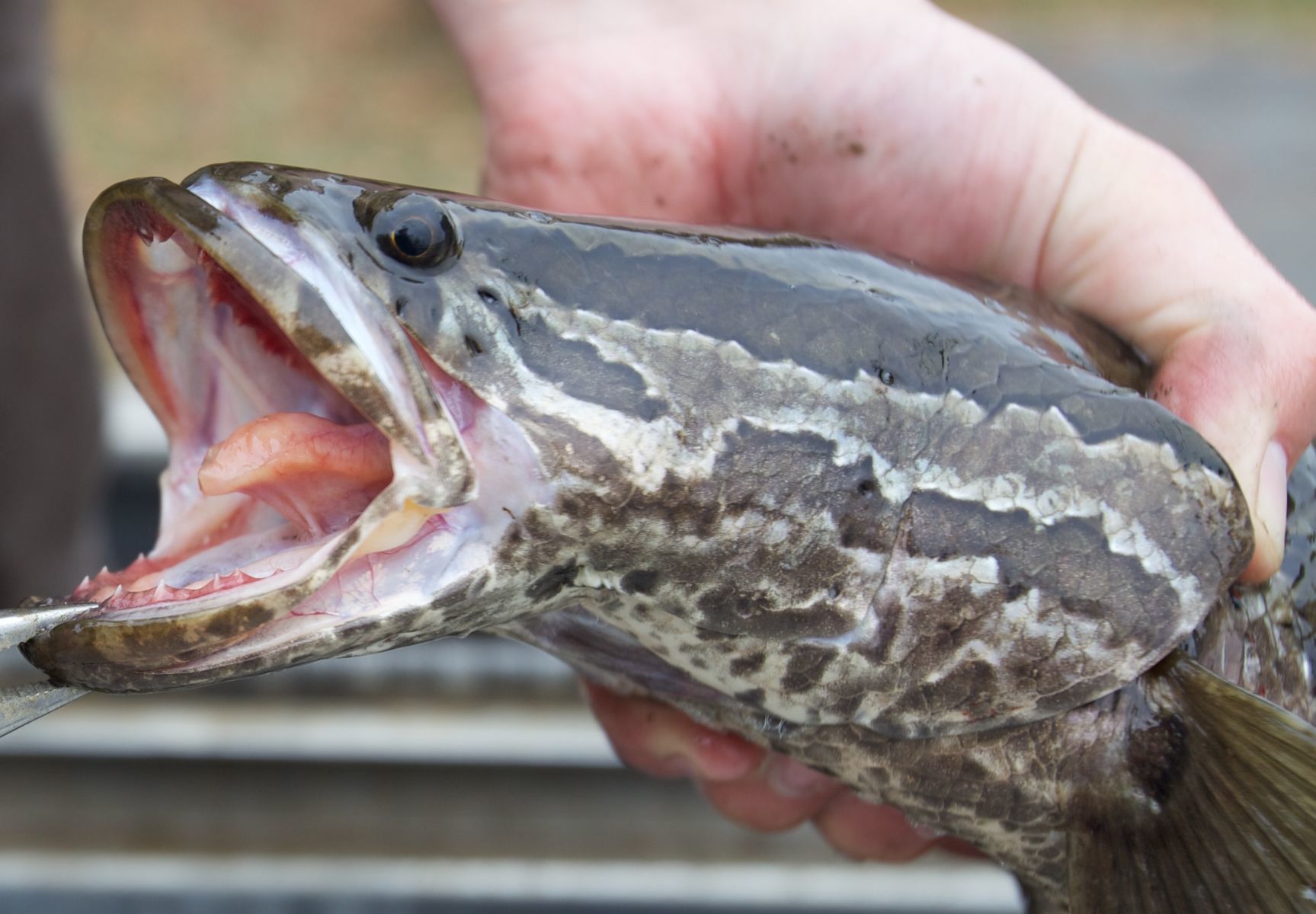 snakehead fish bite