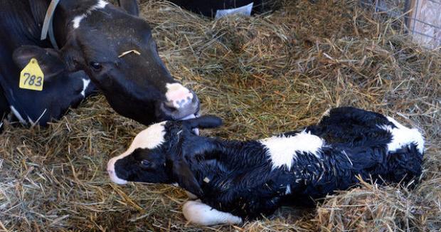 100-pound calf born to cheers at Frederick fair | Agriculture | fredericknewspost.com