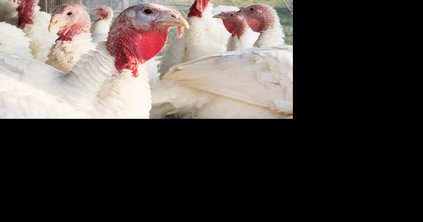 Eating local, made simple Meat, poultry directory connects producers