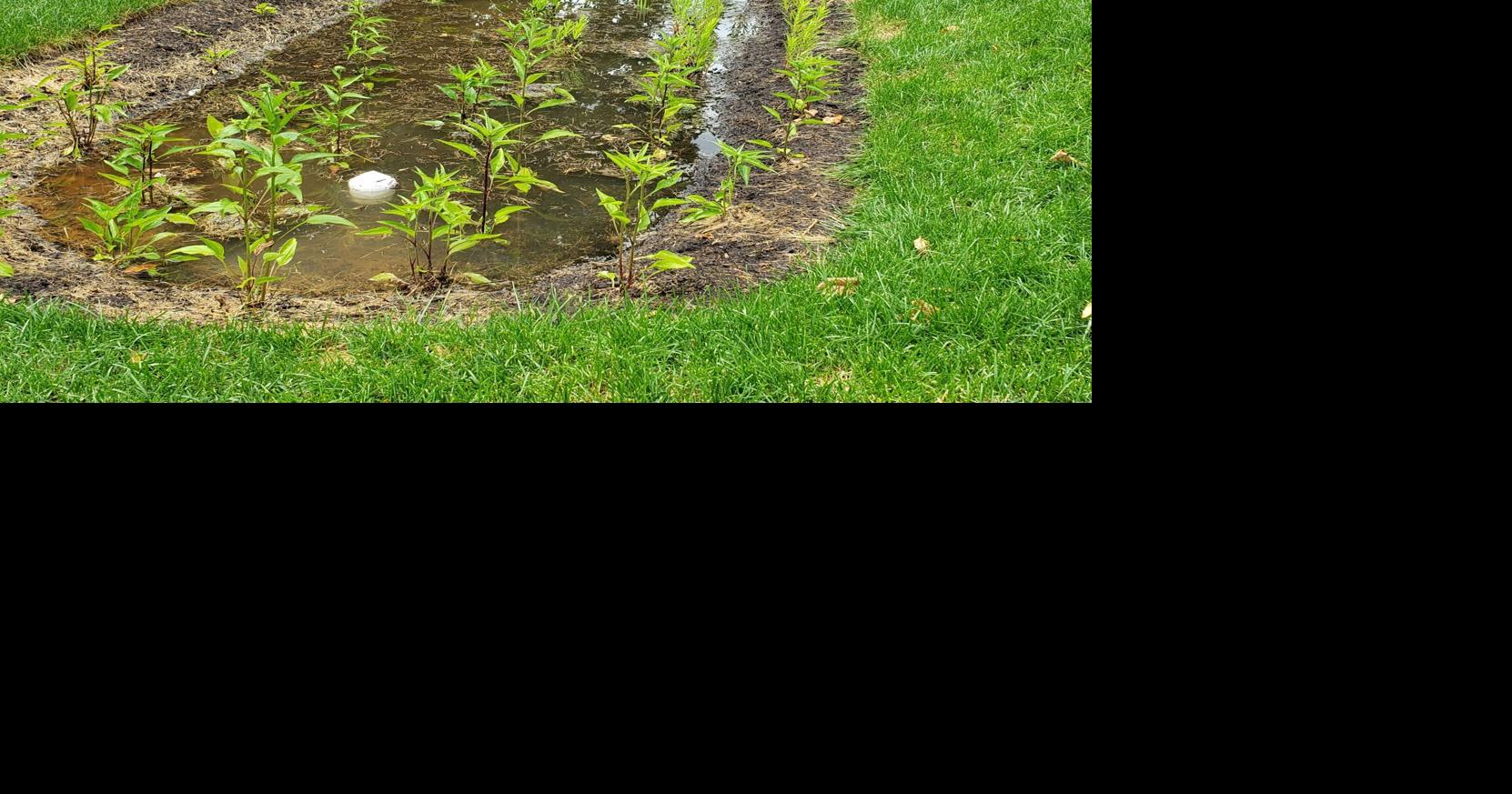 Gardening and treasured landscapes | Home And Garden