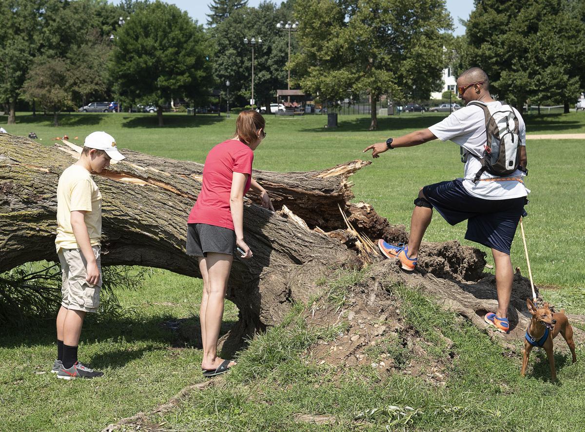 Community Rallies To Support Fallen Willow Tree In Baker Park